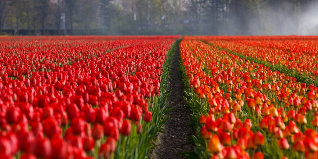TREBLE begeleidt Smart Impact Investment bij investering in Nord Lommerse Flower Bulb Group